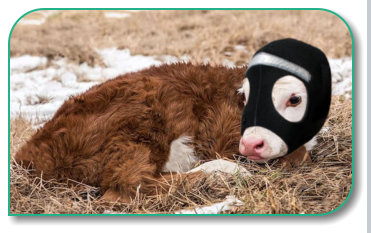 Save Me Ears Protecting Calf from frozen calf ears