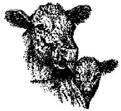 Mama cow licks can equal Frozen Calf Ears!